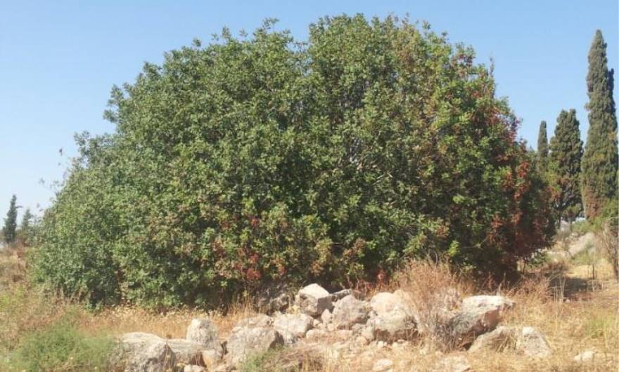 תמונות: חרוב