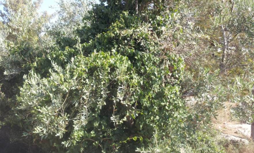 תמונות: מטפס (קיסוסית קוצנית) על זית