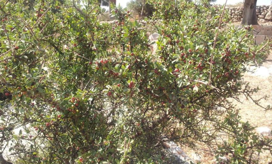 תמונות: אשחר ארץ-ישראלי