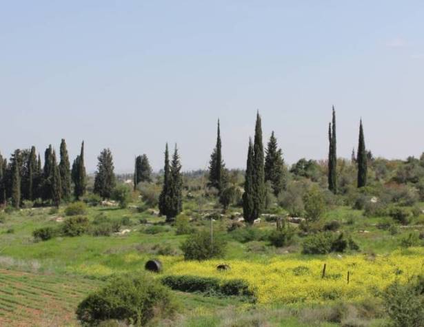 גבעת הברושים גבעת הברושים