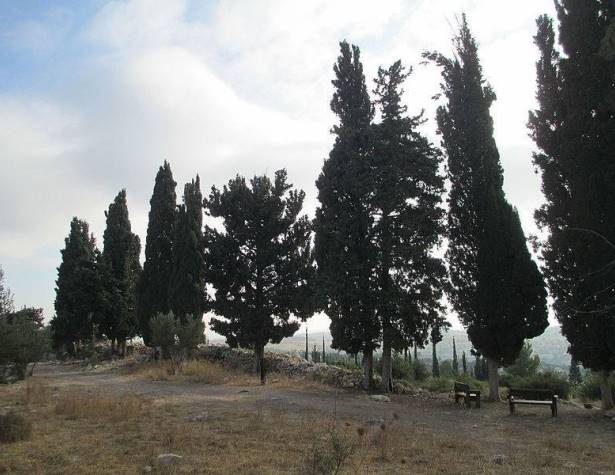 גבעת הברושים גבעת הברושים