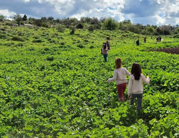 הגבעות הדרומיות הגבעות הדרומיות