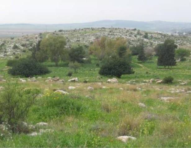 החורשה ובה שרידי המחנה הצבאי לצד דרך הפטרולים החורשה ובה שרידי המחנה הצבאי לצד דרך הפטרולים