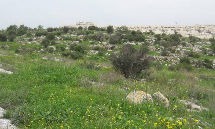 אלבום תמונות: עצי בוסתן ושרידי טרסות על הגבעה המערבית אלבום תמונות: עצי בוסתן ושרידי טרסות על הגבעה המערבית