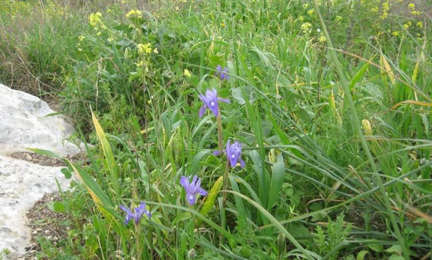אלבום תמונות: צהרון מצוי אלבום תמונות: צהרון מצוי