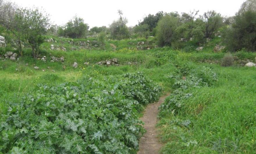 אלבום תמונות: ריכוז רקפת מצויה אלבום תמונות: ריכוז רקפת מצויה