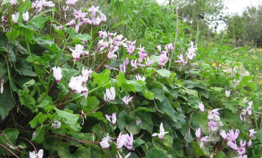 אלבום תמונות: רקפת מצויה אלבום תמונות: רקפת מצויה