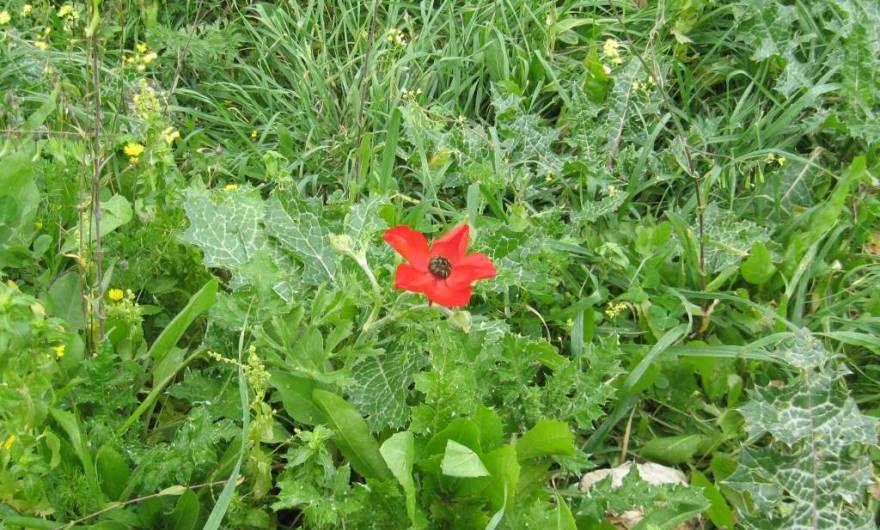 אלבום תמונות: נורית אסיה אלבום תמונות: נורית אסיה