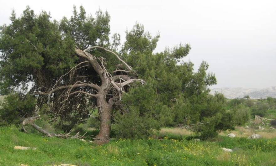 אלבום תמונות: אורן ירושלים ותיק שנפגע קשות בסערות – ראש גבעת קנובה אלבום תמונות: אורן ירושלים ותיק שנפגע קשות בסערות – ראש גבעת קנובה