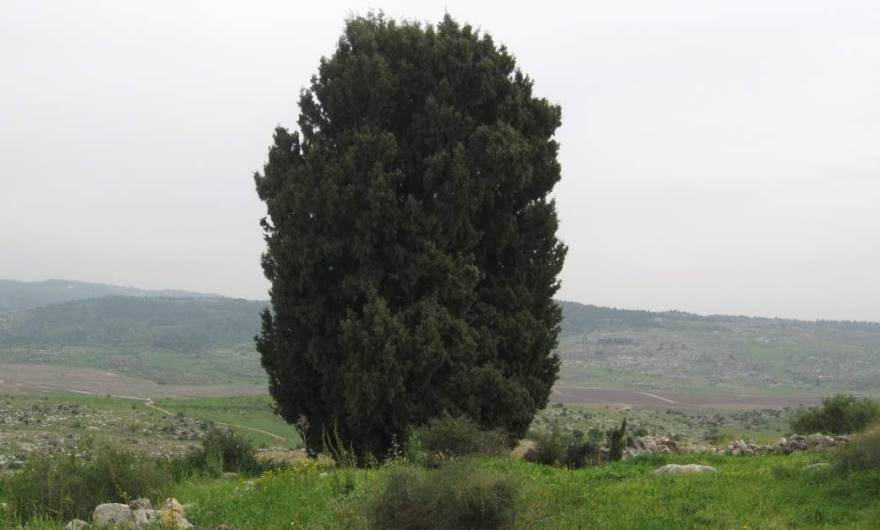 אלבום תמונות: ברוש מצוי בראש גבעת קנובה – ברקע נראה עמק איילון ורכס פארק קנדה אלבום תמונות: ברוש מצוי בראש גבעת קנובה – ברקע נראה עמק איילון ורכס פארק קנדה