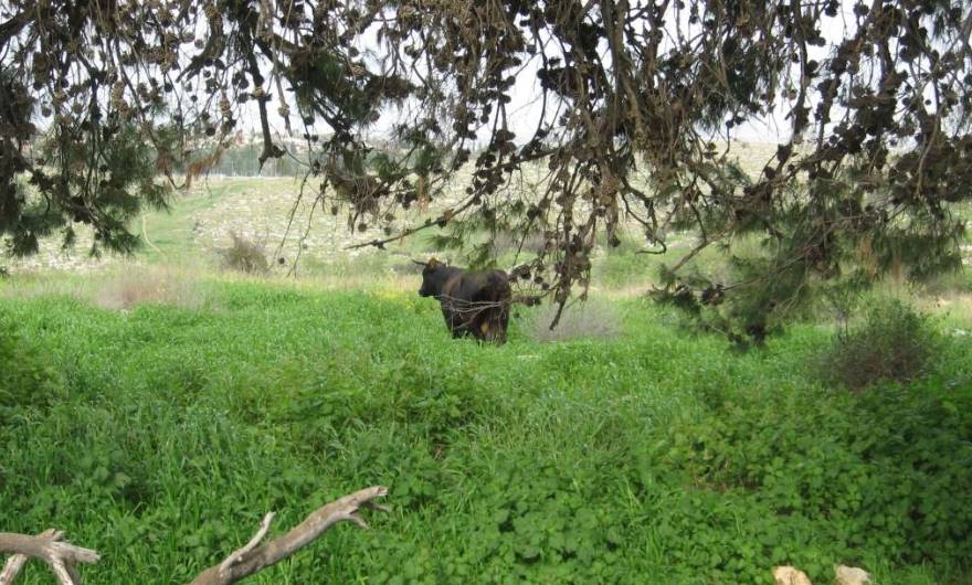 אלבום תמונות: רעיית בקר בגבעות אלבום תמונות: רעיית בקר בגבעות