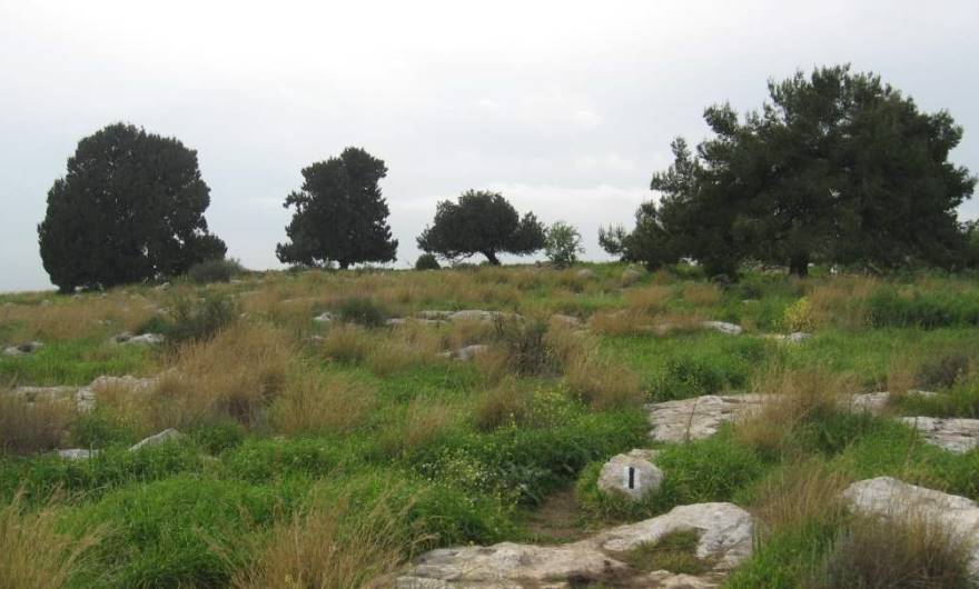 אלבום תמונות: קבוצת העצים בראש גבעת קנובה – נכס נופי אלבום תמונות: קבוצת העצים בראש גבעת קנובה – נכס נופי