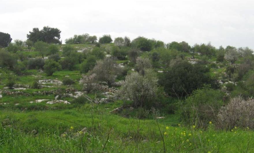 אלבום תמונות: עצי בוסתן ופריחת שקדיות על מדרונות גבעת קנובה אלבום תמונות: עצי בוסתן ופריחת שקדיות על מדרונות גבעת קנובה