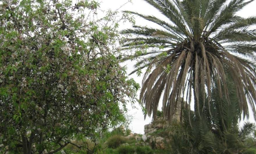 אלבום תמונות: חורבת בויירה (בארית) - עץ תמר ועץ שקד לצד חורבות מבנה אלבום תמונות: חורבת בויירה (בארית) - עץ תמר ועץ שקד לצד חורבות מבנה