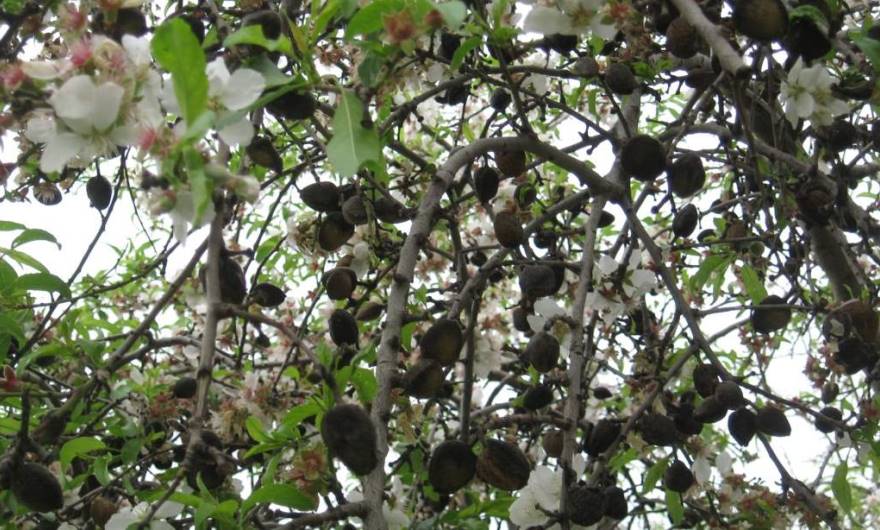 אלבום תמונות: פריחת שקד לצד פירות מהעונה הקודמת אלבום תמונות: פריחת שקד לצד פירות מהעונה הקודמת