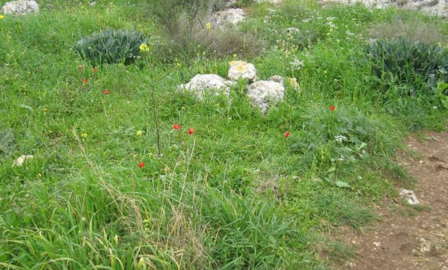 אלבום תמונות: פריחה אביבית במדרון גבעת בארית אלבום תמונות: פריחה אביבית במדרון גבעת בארית