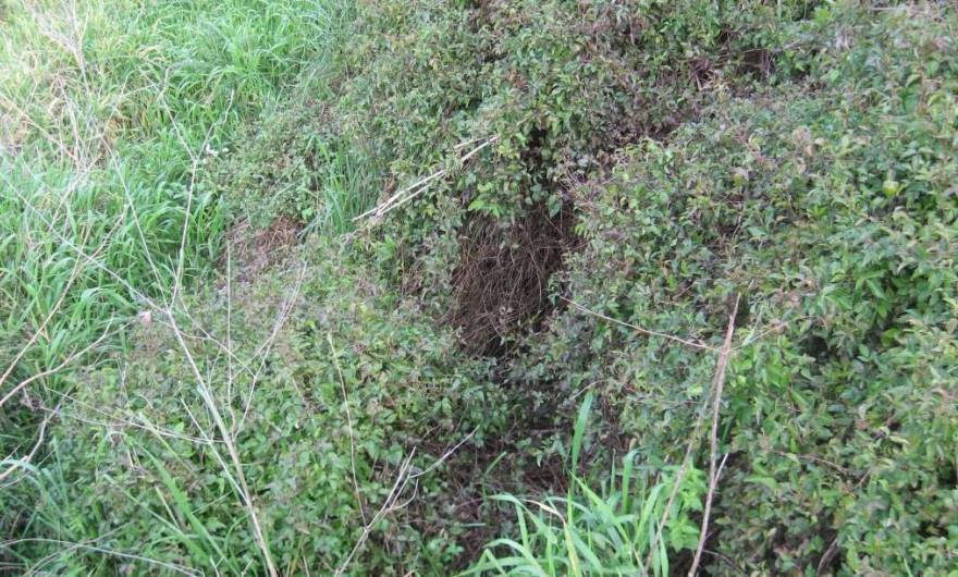 אלבום תמונות: גבעת חדת – שיחייה אלבום תמונות: גבעת חדת – שיחייה