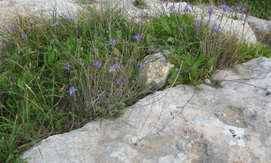 אלבום תמונות: קבוצת צהרונים בגבעת חדת אלבום תמונות: קבוצת צהרונים בגבעת חדת