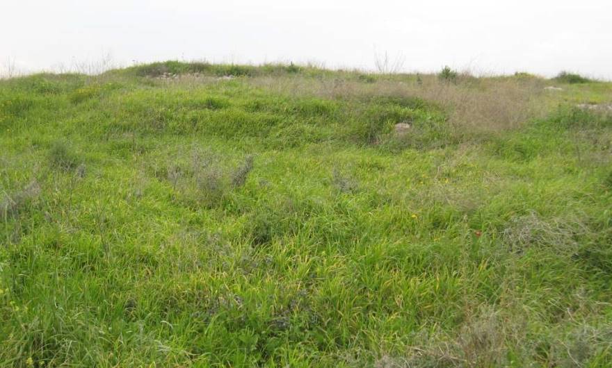 אלבום תמונות: צומח עשבוני על מדרונות גבעת חדת – בראש הגבעה שרידי היישוב העתיק אלבום תמונות: צומח עשבוני על מדרונות גבעת חדת – בראש הגבעה שרידי היישוב העתיק