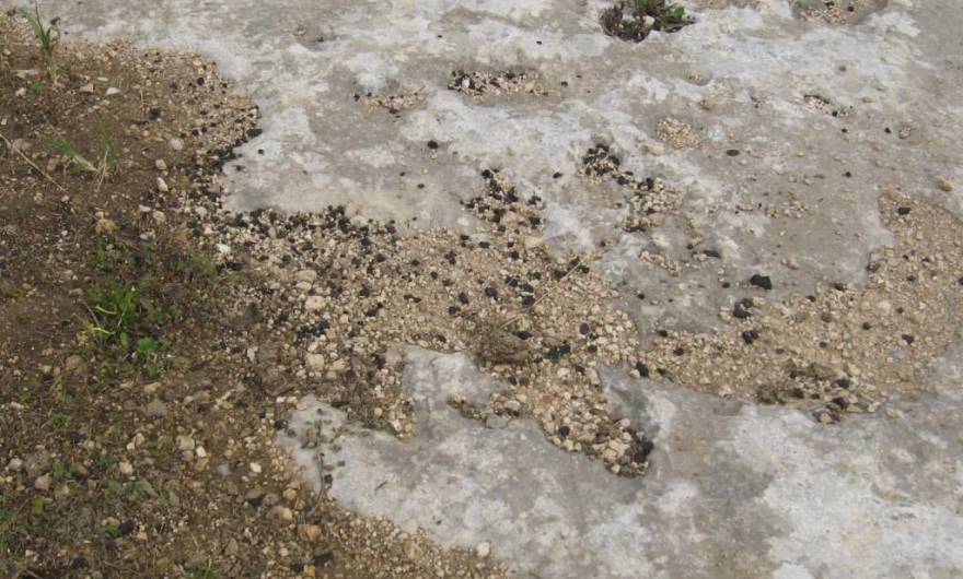 אלבום תמונות: תחנת הרחה (ריכוז גללים) של צבאים בגבעת קנובה אלבום תמונות: תחנת הרחה (ריכוז גללים) של צבאים בגבעת קנובה