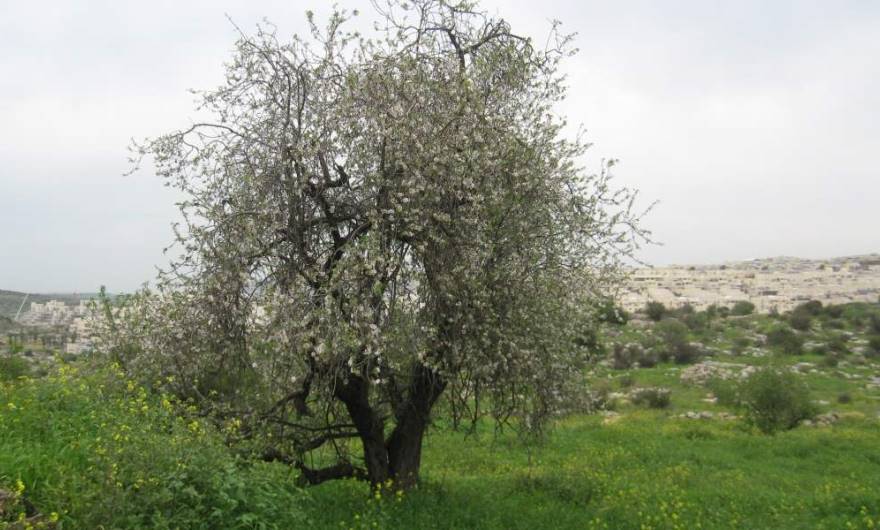 אלבום תמונות: אלבום תמונות: