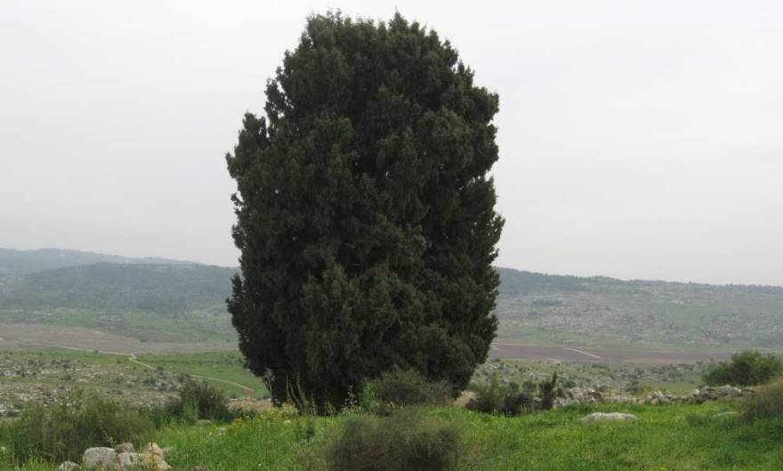 אלבום תמונות: אלבום תמונות: