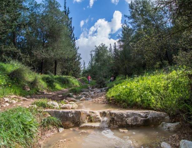 זרימה בערוץ נחל גמזו. צילום: רונית יהודאי מימון