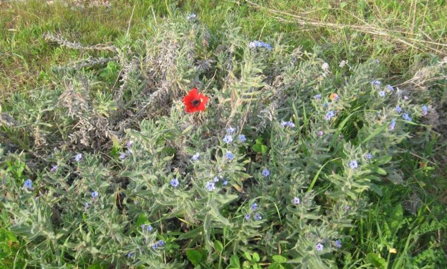 אלבום תמונות: אלקנה סמורה וכלנית                                                                                                        