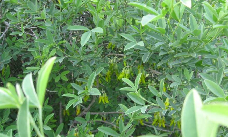 אלבום תמונות: צחנן מבאיש