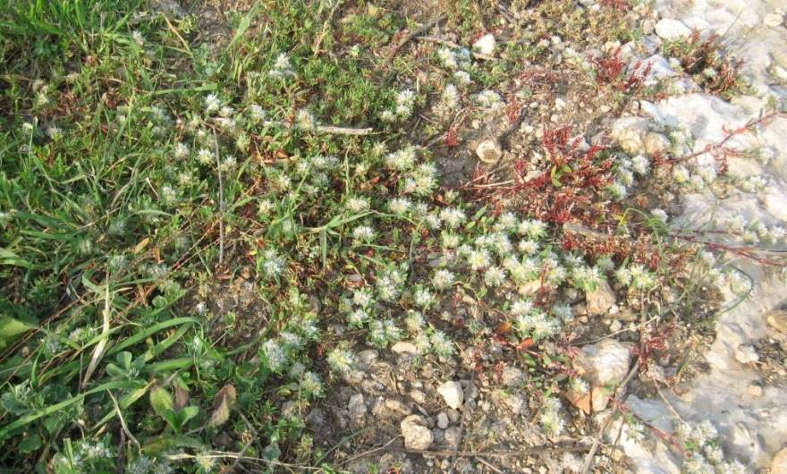 אלבום תמונות: אלמוות הכסף