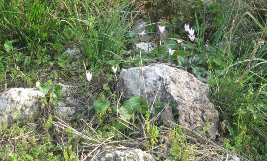אלבום תמונות: רקפות