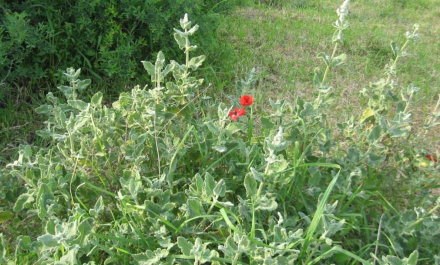 אלבום תמונות: מרווה ריחנית וכלניות	