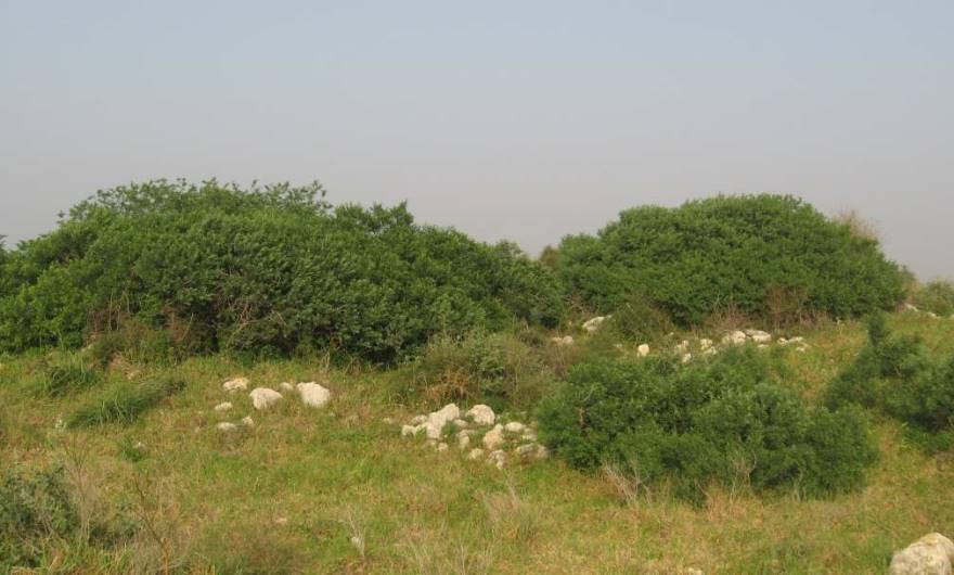 אלבום תמונות: שיחייה במרומי גבעת חורבת קלך