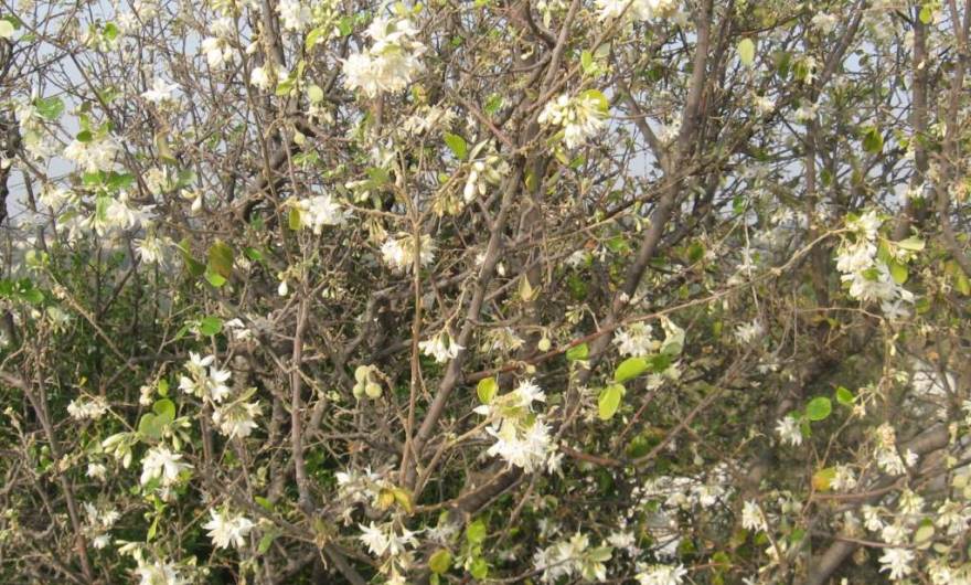 אלבום תמונות: לבנה רפואי