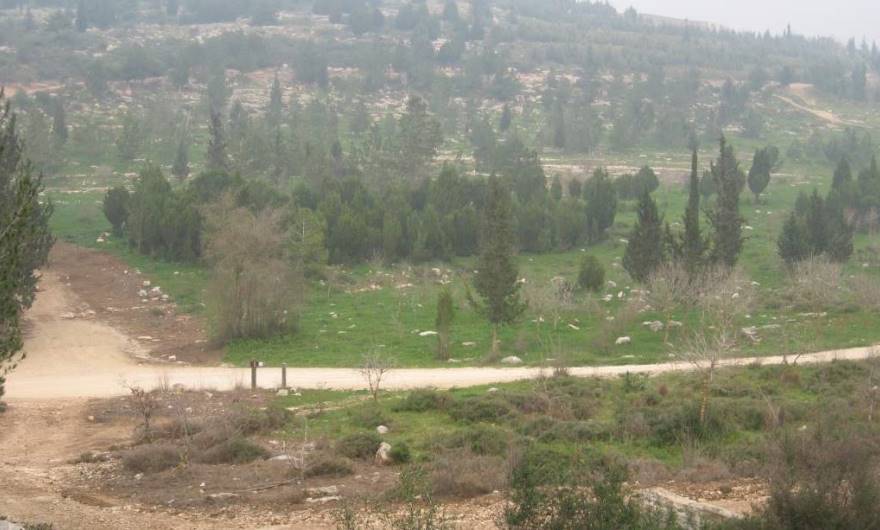 אלבום תמונות: מבט אל חורשת 'יער ערוץ הילדים' מגבעת זכריה