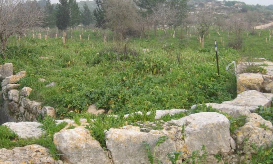 אלבום תמונות: נטיעות קק''ל של עצים רחבי עלים בצד אפיק נחל גמזו והסכר  שהיטה את מי הנחל אל ברכת ביר א-שמי