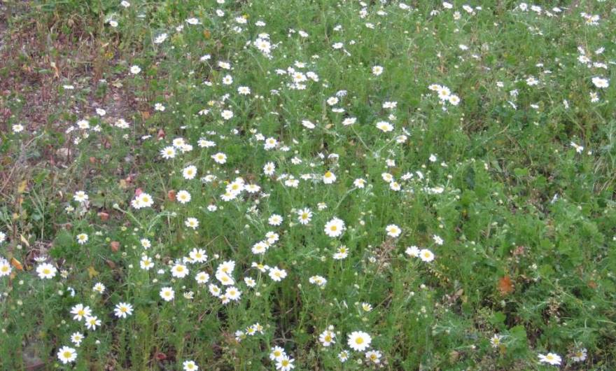 אלבום תמונות: קחוון מצוי