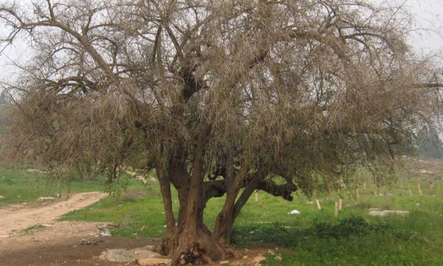 אלבום תמונות: עץ שיזף מרשים בבקעת המערות בנחל גמזו
