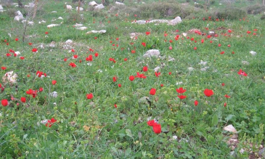 אלבום תמונות: מרבד כלניות בבקעה, סמוך ל-'יער ערוץ הילדים' 