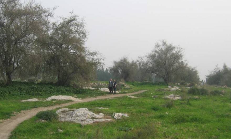 אלבום תמונות: עצי שיזף בחורבת זכריה