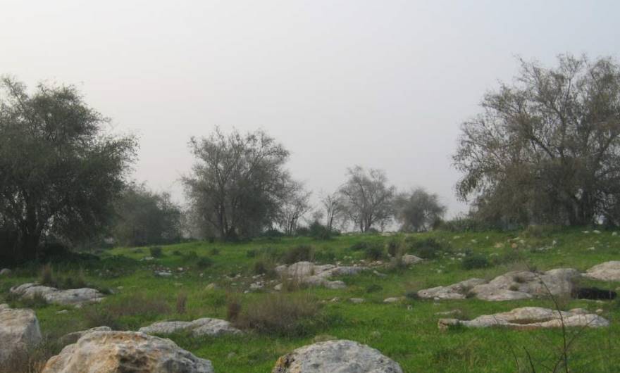 אלבום תמונות: נוף דמוי סוואנה במרום גבעת זכריה