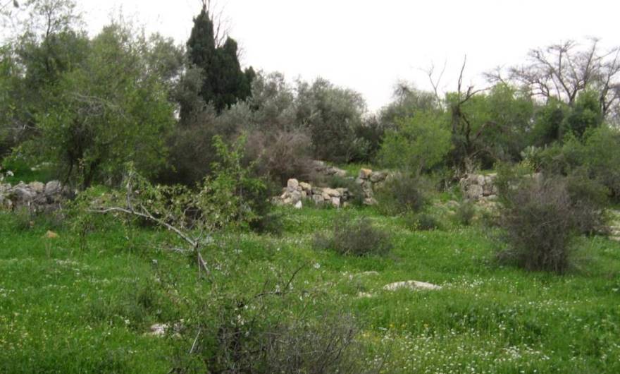 אלבום תמונות: בוסתן מגודר בחלקה הדרום-מזרחי של גבעת חרובה