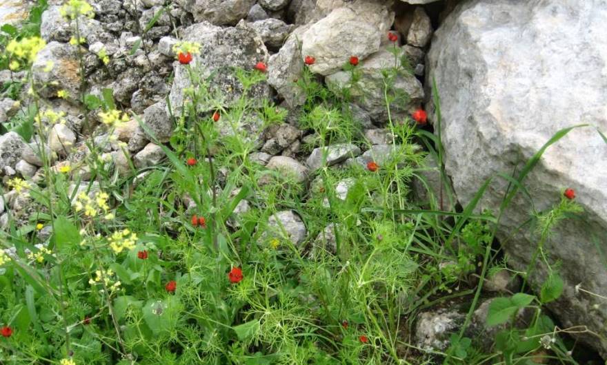 אלבום תמונות: דמומית קטנת פרי	