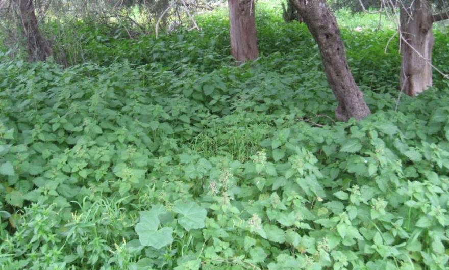 אלבום תמונות: סרפד כדורים	