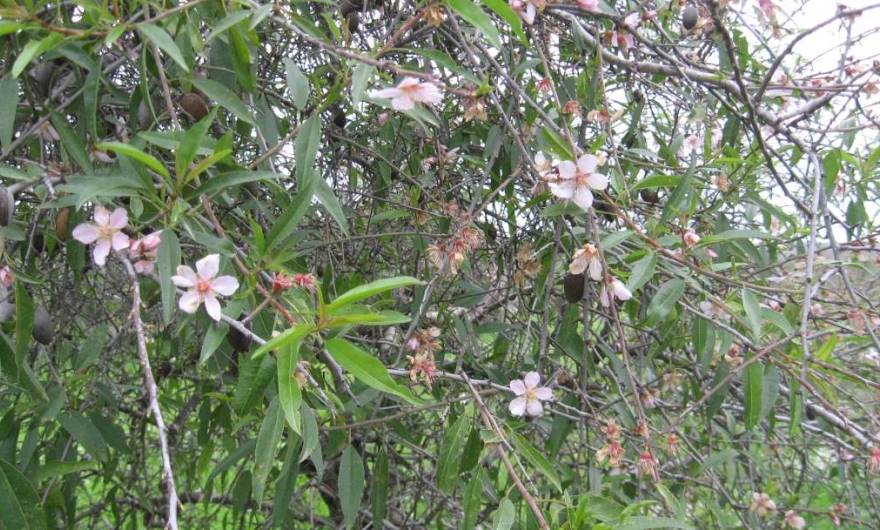 אלבום תמונות: שקד 