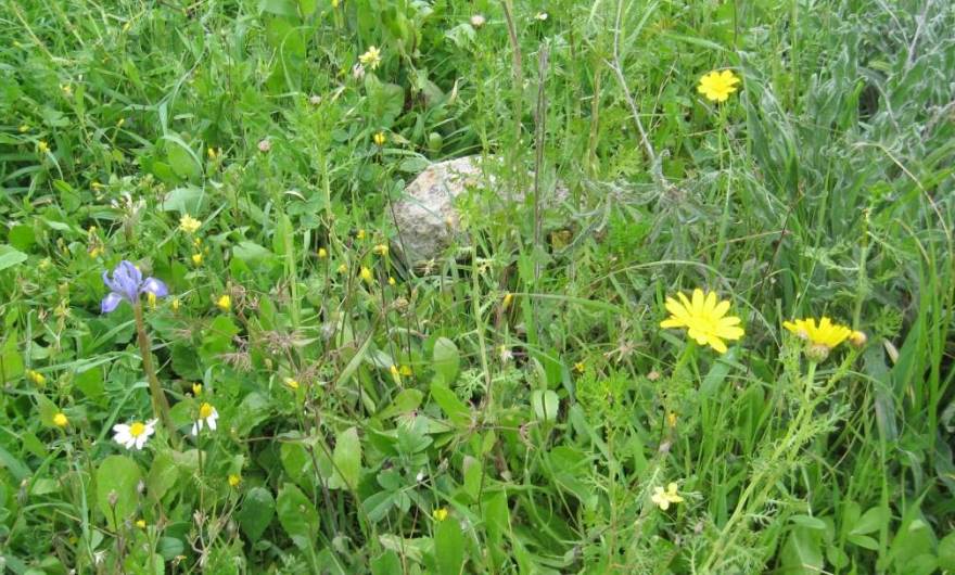 אלבום תמונות: פריחה אביבית		