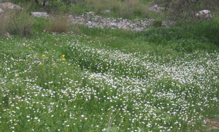 אלבום תמונות: קחוון מצוי