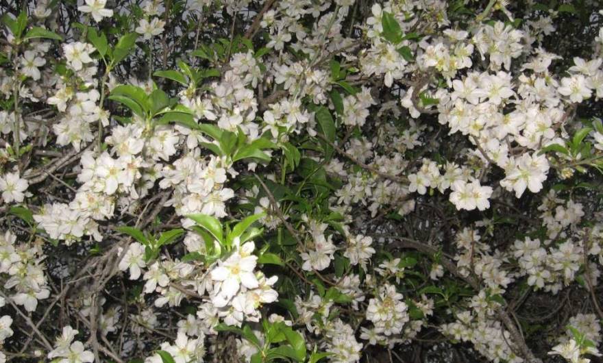 אלבום תמונות: נטיעות קקל ממזרח לגבעת חרובה