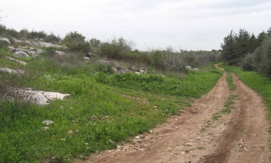 אלבום תמונות: צמחיית בוסתן