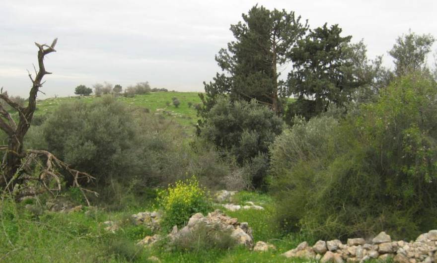 אלבום תמונות: בוסתן בחלקה הדרום-מערבי של הגבעה. ברקע גבעת רגב